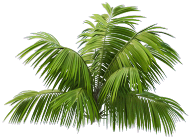 裝飾-椰子樹葉子