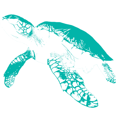 海龜