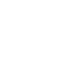 鯊魚